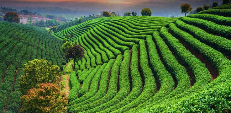 hangzhou--Longjing-Tea-Fields