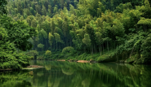 Tourist walking along a bamboo-lined path in Anji Bamboo Sea, Huzhou City, China.