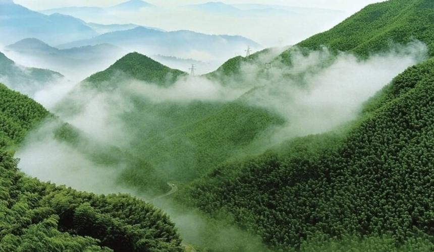 Scenic tea plantations and bamboo groves at Chashan Bamboo Sea in Yongchuan District, Chongqing.