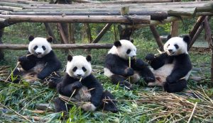 A conservation center in Chengdu dedicated to the care and breeding of giant pandas in a natural setting.
