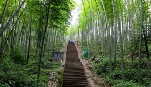 Expansive bamboo forest in Chishui, Guizhou, with Danxia red cliffs in the background.