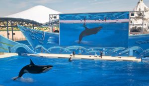 A large marine-themed amusement park with aquariums, shows, and rides.