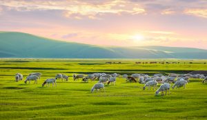 Traditional yurts on the grassy plains of Inner Mongolia under a wide blue sky.