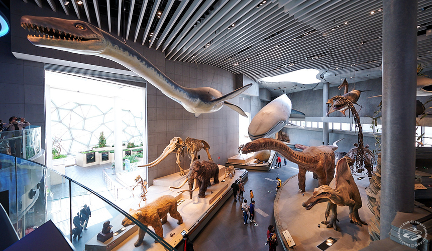 A museum with life-sized dinosaur skeletons, fossils, and interactive science exhibits.