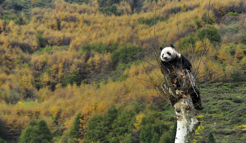 Giant panda resting among bamboo in the Sichuan Giant Panda Sanctuaries