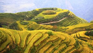 Layered green rice terraces carved into mountainsides at Longji in Guangxi Province