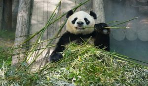 Giant panda resting at the Shanghai Zoo surrounded by lush greenery.