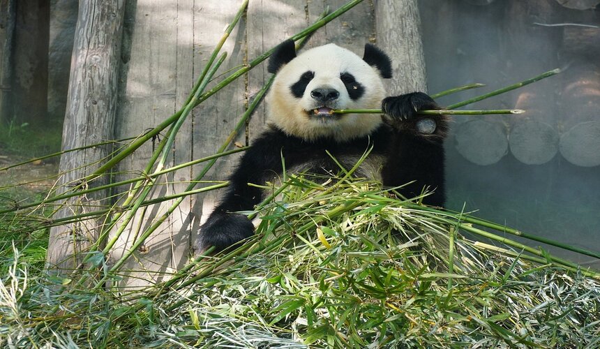 Giant panda resting at the Shanghai Zoo surrounded by lush greenery.