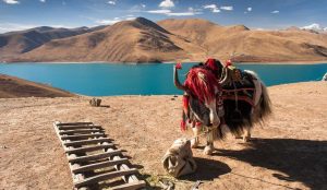 Snowcapped Himalayan mountains and vast plateau landscapes highlighting travel in Tibet.