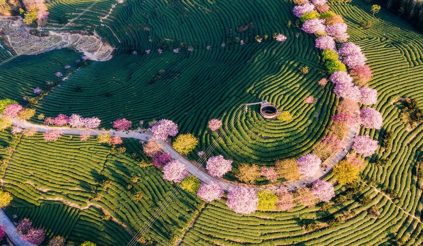 Cherry blossoms blooming during spring in China
