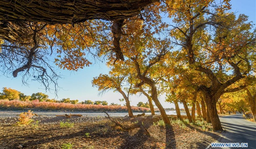 Golden Populus Euphratica trees stretching across Ejina Forest in Inner Mongolia during autumn.