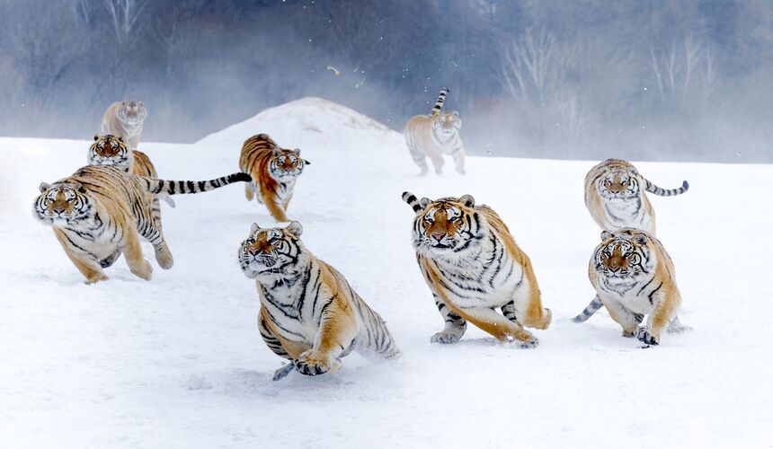 Harbin Polarland and Siberian Tiger Park featuring wildlife exhibits and attractions.