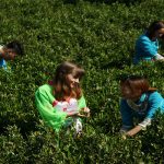 Must-try cultural experiences in China including tea ceremonies, calligraphy, kung fu, and traditional cuisine.