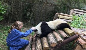Panda volunteer experiences in China including feeding and caring for giant pandas.