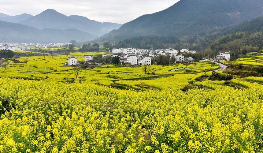 Picturesque countryside of Wuyuan in Jiangxi with golden fields and autumn trees.