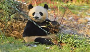Volunteers caring for giant pandas at a conservation center in China.