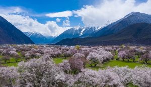 Peach blossoms in Nyingchi, Tibet with snow-capped mountains in the background.