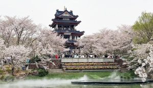 Cherry blossoms blooming along Taihu Lake in Wuxi during early spring.