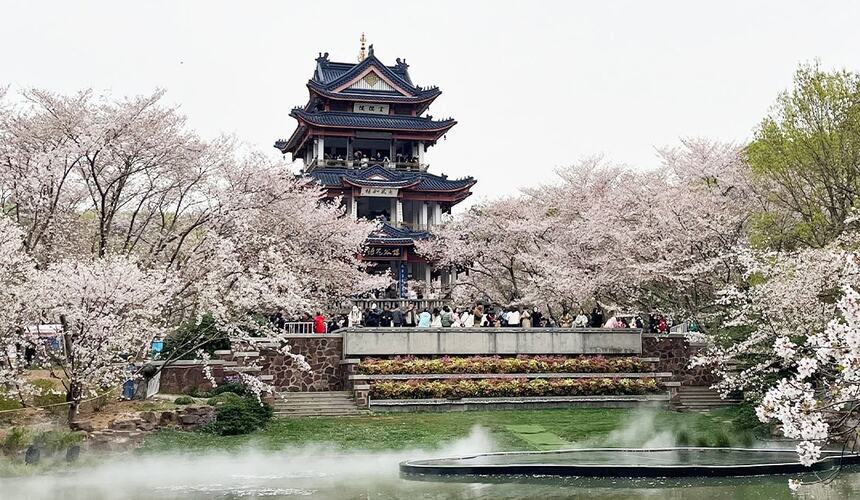 Cherry blossoms blooming along Taihu Lake in Wuxi during early spring.