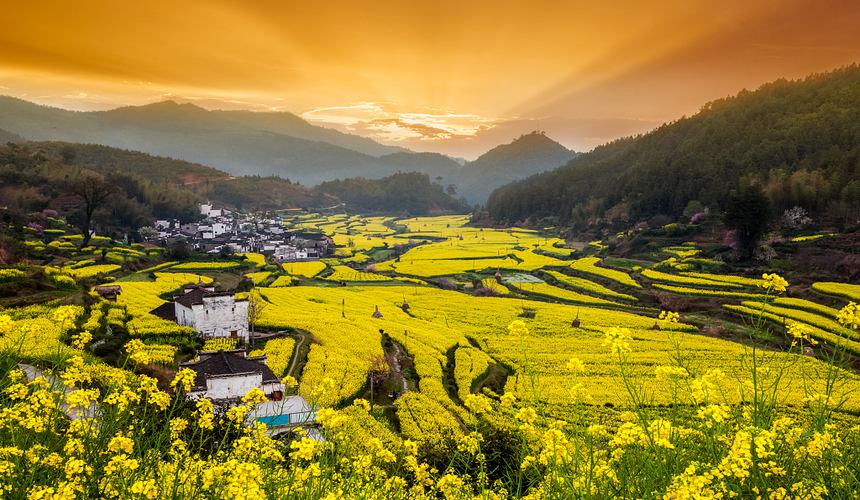 Yellow rapeseed flower fields surrounding traditional white houses in Wuyuan in spring.