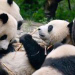 giant panda eating bamboo at Chengdu Research Base of Giant Panda Breeding in Chengdu, China