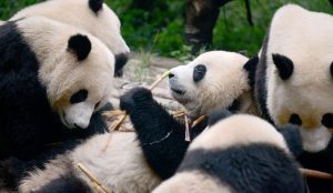 giant panda eating bamboo at Chengdu Research Base of Giant Panda Breeding in Chengdu, China