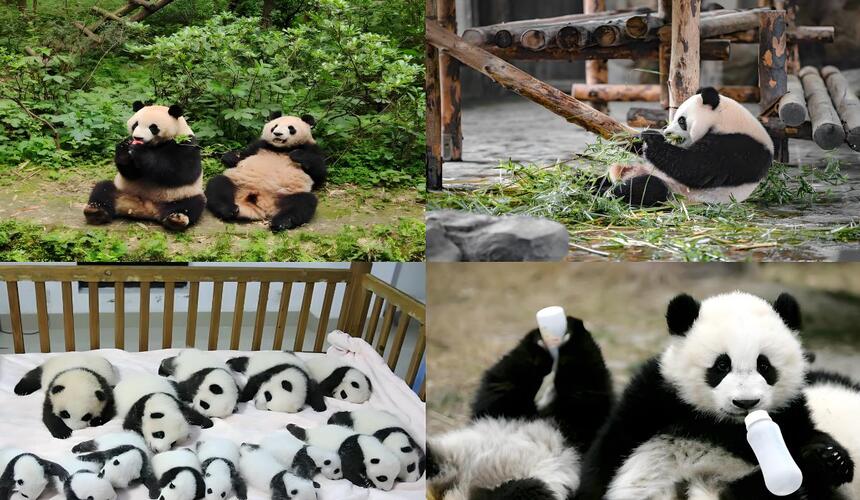 Giant panda actively feeding during the morning at a panda reserve in Chengdu 