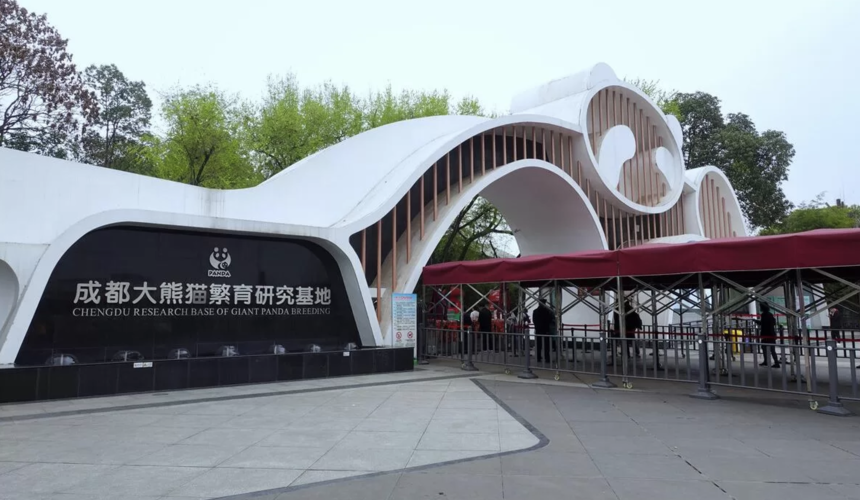 Giant pandas relaxing at the Chengdu Research Base of Giant Panda Breeding