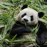 Giant panda eating bamboo at a Chengdu panda conservation center in Sichuan, China
