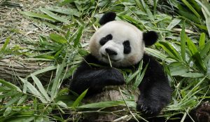 Panda Tours in Chengdu: A Must-Do Experience in China