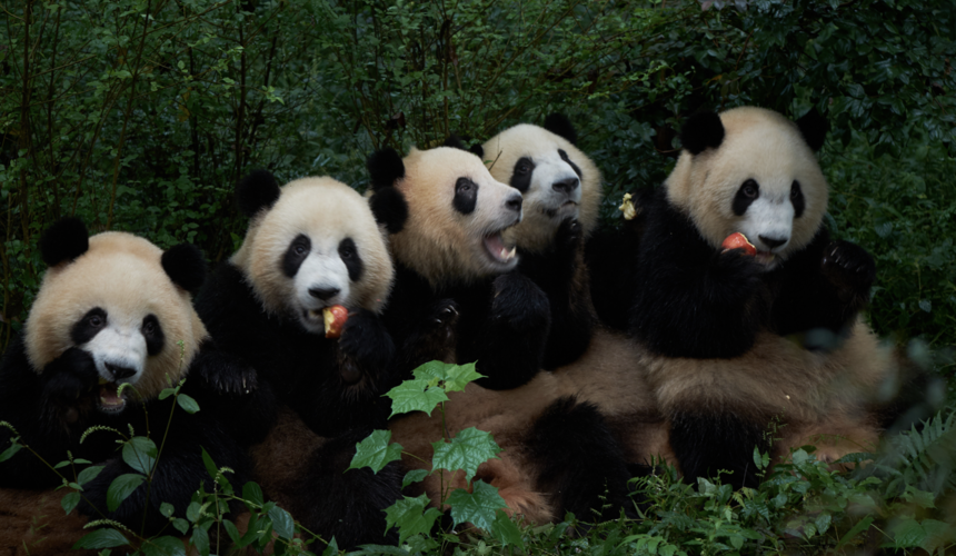 Visitors observing giant pandas up close during a guided panda tour in Chengdu