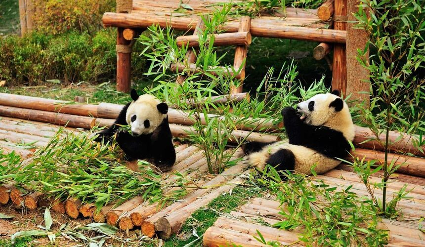 Giant pandas relaxing at the Chengdu Research Base of Giant Panda Breeding, a must-visit Chengdu attraction.